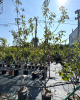 Hruška obyčajná (Pyrus communis) ´KAISER´