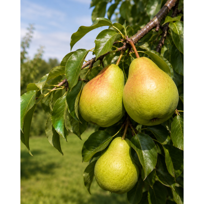 Hruška obyčajná (Pyrus communis) ´LUCASOVA´ Hruška obyčajná (Pyrus communis) ´LUCASOVA´