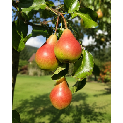 Hruška obyčajná (Pyrus communis) ´FAVORITKA´ Hruška obyčajná (Pyrus communis) ´FAVORITKA´