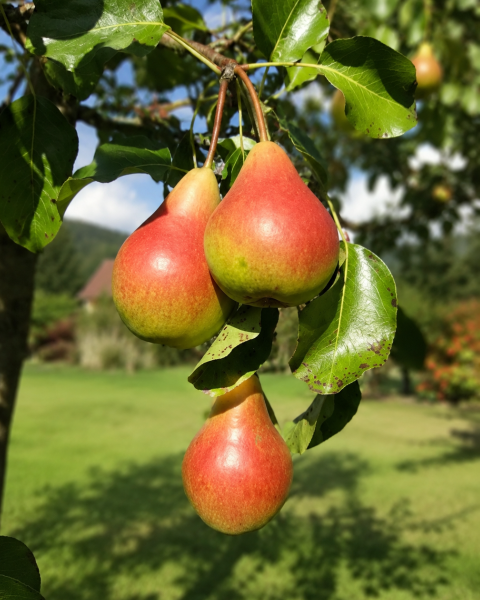 Hruška obyčajná (Pyrus communis) ´FAVORITKA´ Hruška obyčajná (Pyrus communis) ´FAVORITKA´