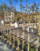 Hruška obyčajná (Pyrus communis) ´KONFERENCIA´