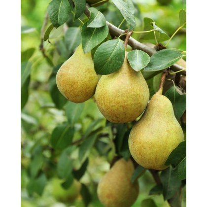 Hruška obyčajná (Pyrus communis) ´WILLIAMS´ Hruška obyčajná (Pyrus communis) ´WILLIAMS´