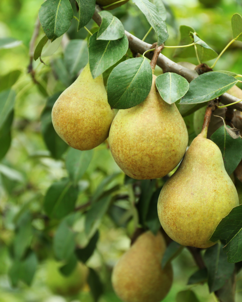 Hruška obyčajná (Pyrus communis) ´WILLIAMS´ Hruška obyčajná (Pyrus communis) ´WILLIAMS´