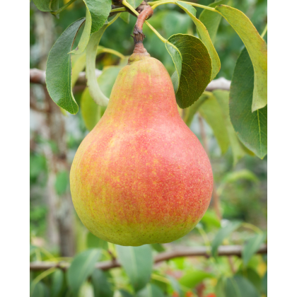 Hruška obyčajná (Pyrus communis) ´LIPCOVÁ´ Hruška obyčajná (Pyrus communis) ´LIPCOVÁ´