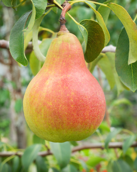 Hruška obyčajná (Pyrus communis) ´LIPCOVÁ´ Hruška obyčajná (Pyrus communis) ´LIPCOVÁ´
