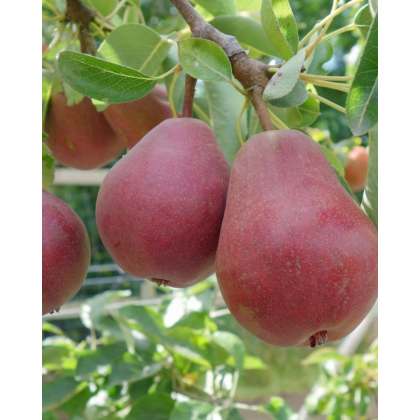 Hruška obyčajná (Pyrus communis) ´RED WILLIAMS´ Hruška obyčajná (Pyrus communis) ´RED WILLIAMS´