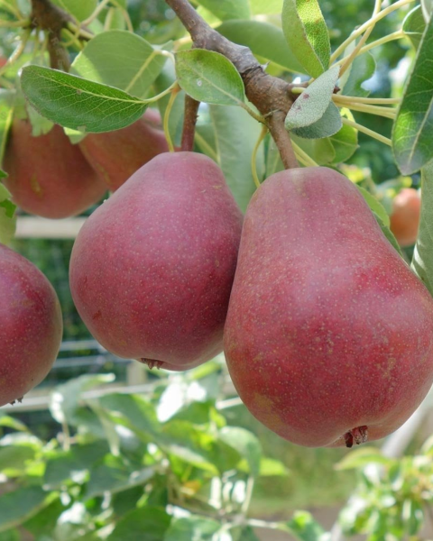 Hruška obyčajná (Pyrus communis) ´RED WILLIAMS´ Hruška obyčajná (Pyrus communis) ´RED WILLIAMS´