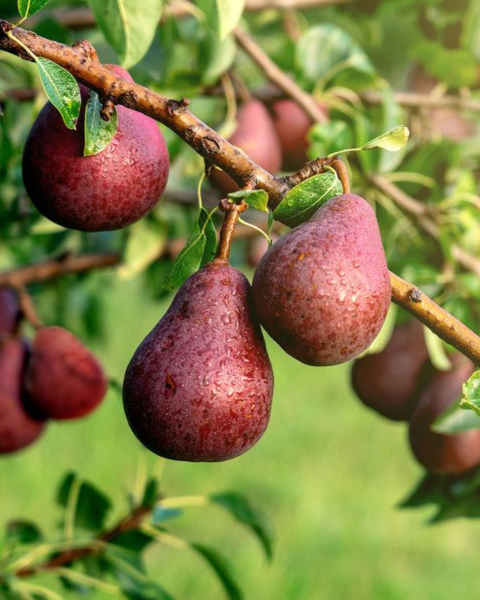 Hruška obyčajná (Pyrus communis) ´RED CLAPPOVA´