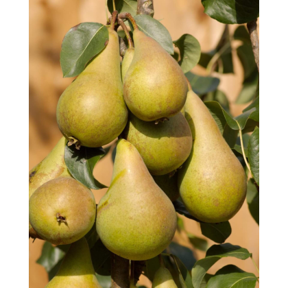 Nízkokmenná hruška stĺpovitá (Pyrus communis) ´SAPHIRA´ Nízkokmenná hruška stĺpovitá (Pyrus communis) ´SAPHIRA´