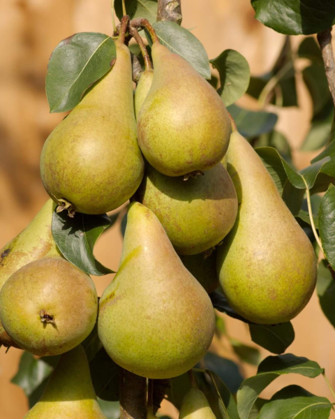 Nízkokmenná hruška stĺpovitá (Pyrus communis) ´SAPHIRA´