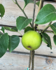 Ázijská hruška (Pyrus Pyrifolia) ´SHINSEIKI´