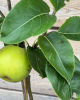 Ázijská hruška (Pyrus Pyrifolia) ´SHINSEIKI´