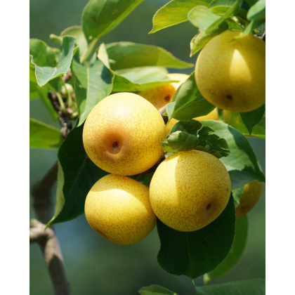 Ázijská hruška (Pyrus Pyrifolia) ´SHINSEIKI´ Ázijská hruška (Pyrus Pyrifolia) ´SHINSEIKI´