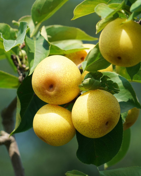 Ázijská hruška (Pyrus Pyrifolia) ´SHINSEIKI´ Ázijská hruška (Pyrus Pyrifolia) ´SHINSEIKI´