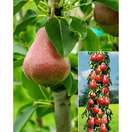 Nízkokmenná hruška stĺpovitá (Pyrus communis) ´DECORA´ Nízkokmenná hruška stĺpovitá (Pyrus communis) ´DECORA´