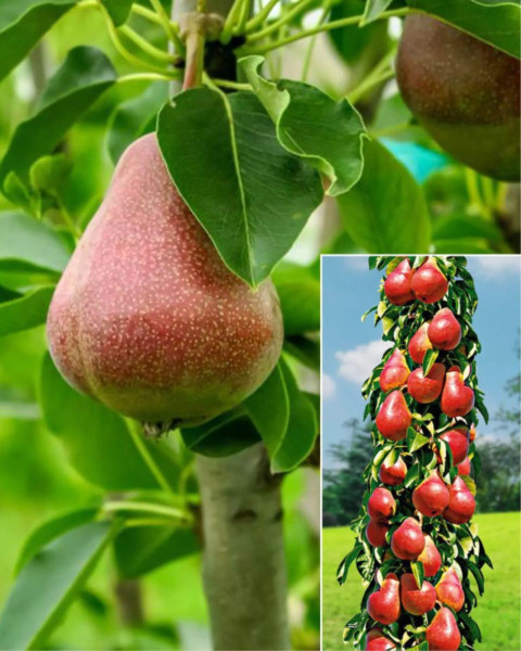 Nízkokmenná hruška stĺpovitá (Pyrus communis) ´DECORA´