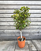 Mini hruška nízkokmenná (Pyrus communis) ´GARDEN GEM´® 