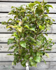 Mini hruška nízkokmenná (Pyrus communis) ´GARDEN GEM´® 