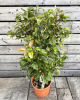 Mini hruška nízkokmenná (Pyrus communis) ´GARDEN GEM´® 