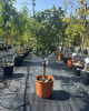 Mini hruška nízkokmenná (Pyrus communis) ´GARDEN GEM´® 