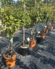 Mini hruška nízkokmenná (Pyrus communis) ´GARDEN GEM´® 