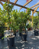 Mini hruška nízkokmenná (Pyrus communis) ´GARDEN PEARL´®