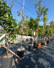 Mini hruška nízkokmenná (Pyrus communis) ´GARDEN PEARL´®