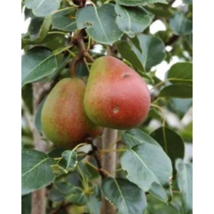 Mini hruška nízkokmenná (Pyrus communis) ´GARDEN GEM´® Mini hruška nízkokmenná (Pyrus communis) ´GARDEN GEM´®
