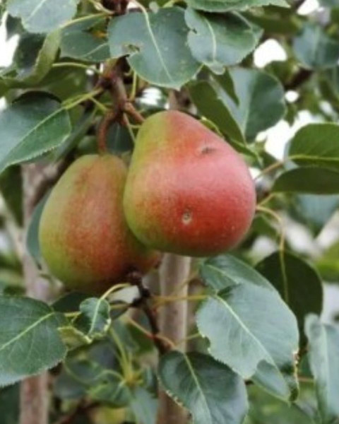 Mini hruška nízkokmenná (Pyrus communis) ´GARDEN GEM´® Mini hruška nízkokmenná (Pyrus communis) ´GARDEN GEM´®