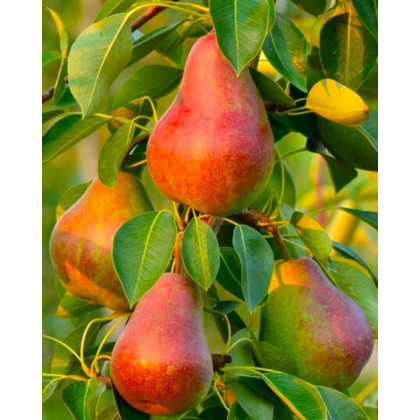Nízkokmenná hruška stĺpovitá (Pyrus communis) ´DECORA´ Nízkokmenná hruška stĺpovitá (Pyrus communis) ´DECORA´