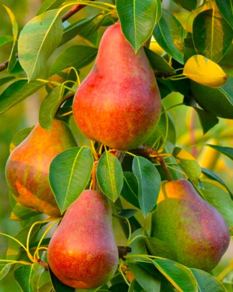 Nízkokmenná hruška stĺpovitá (Pyrus communis) ´DECORA´ Nízkokmenná hruška stĺpovitá (Pyrus communis) ´DECORA´