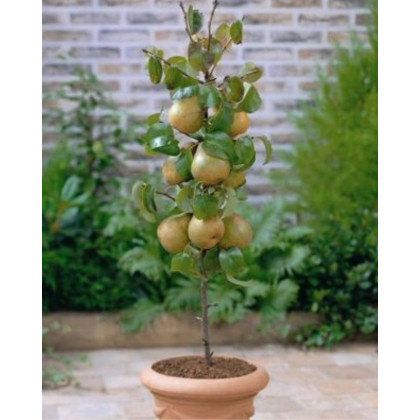 Mini hruška stĺpovitá (Pyrus communis) ´GARDEN PEARL´ Mini hruška stĺpovitá (Pyrus communis) ´GARDEN PEARL´