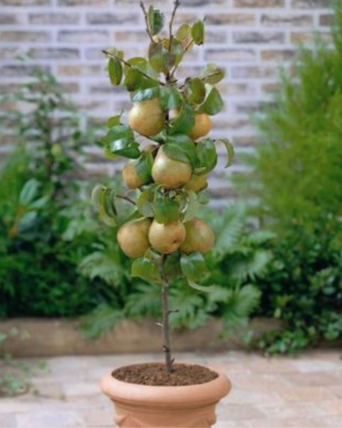 Mini hruška stĺpovitá (Pyrus communis) ´GARDEN PEARL´