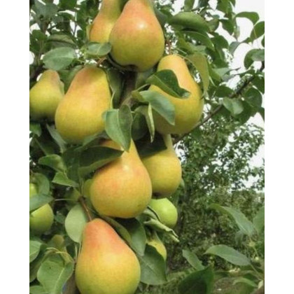 Nízkokmenná hruška stĺpovitá (Pyrus communis) ´SAPHIRA´ Nízkokmenná hruška stĺpovitá (Pyrus communis) ´SAPHIRA´