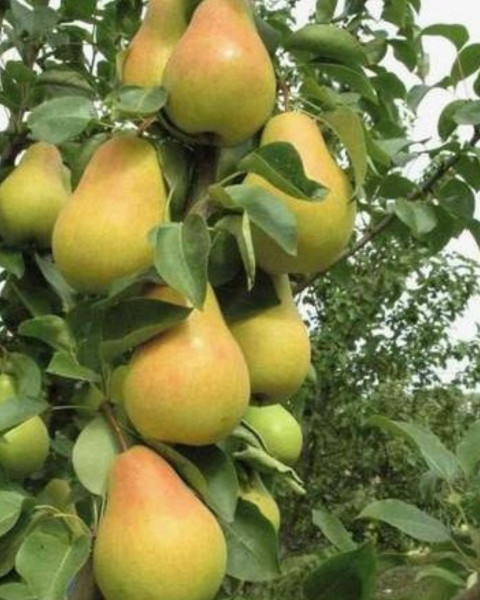 Nízkokmenná hruška stĺpovitá (Pyrus communis) ´SAPHIRA´ 