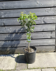 Mini hruška nízkokmenná (Pyrus communis) ´SUNRISE´® 