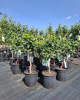 Mini hruška nízkokmenná (Pyrus communis) ´SUNRISE´® 