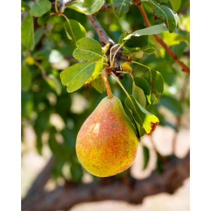 Mini hruška nízkokmenná (Pyrus communis) ´SUNRISE´® 