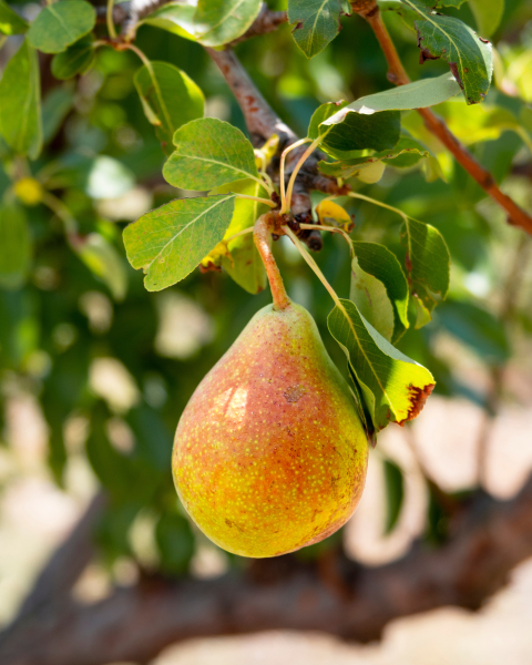 Mini hruška nízkokmenná (Pyrus communis) ´SUNRISE´® 