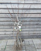 Hruška obyčajná (Pyrus communis) ´LUCASOVA´ Hruška obyčajná (Pyrus communis) ´LUCASOVA´