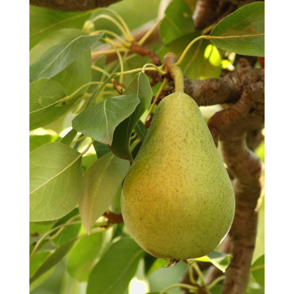 Hruška obyčajná (Pyrus Communis) - zelená ´WILLIAMS´ - na kmienku Hruška obyčajná (Pyrus Communis) - zelená ´WILLIAMS´ - na kmienku