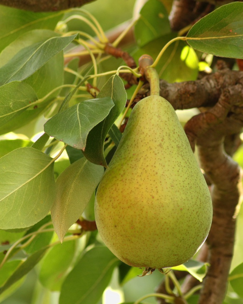 Hruška obyčajná (Pyrus Communis) - zelená ´WILLIAMS´ - na kmienku Hruška obyčajná (Pyrus Communis) - zelená ´WILLIAMS´ - na kmienku