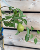 Hruška obyčajná (Pyrus Communis) - zelená ´WILLIAMS´ - na kmienku