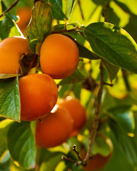 Ebenovník rajčiakonosný (Diospyros Kaki) HURMIKAKI ´CIOCCOLATINO´ Ebenovník rajčiakonosný (Diospyros Kaki) HURMIKAKI ´CIOCCOLATINO´