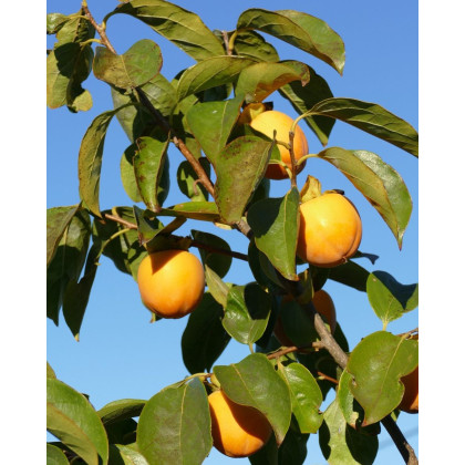 Ebenovník rajčiakový (Diospyros kaki) HURMIKAKI ´TIPO´ Ebenovník rajčiakový (Diospyros kaki) HURMIKAKI ´TIPO´