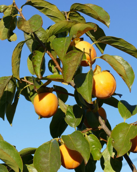 Ebenovník rajčiakový (Diospyros kaki) HURMIKAKI ´TIPO´ Ebenovník rajčiakový (Diospyros kaki) HURMIKAKI ´TIPO´