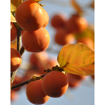 Ebenovník rajčiakový (Diospyros kaki) HURMIKAKI ´JIRO´ Ebenovník rajčiakový (Diospyros kaki) HURMIKAKI ´JIRO´