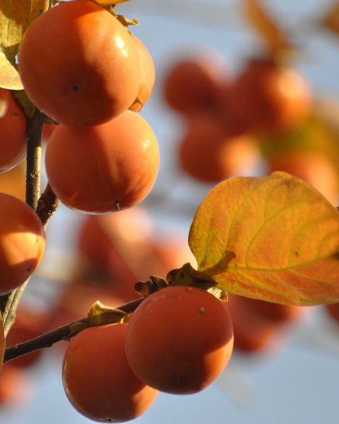 Ebenovník rajčiakový (Diospyros kaki) HURMIKAKI ´JIRO´ Ebenovník rajčiakový (Diospyros kaki) HURMIKAKI ´JIRO´