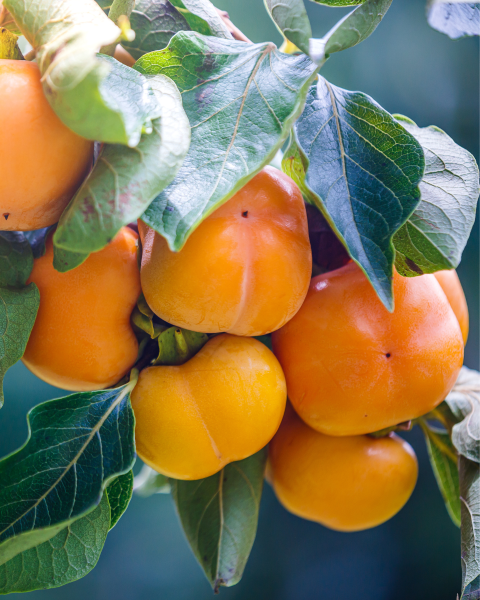 Ebenovník rajčiakový (Diospyros kaki) HURMIKAKI ´MUSCAT´ Ebenovník rajčiakový (Diospyros kaki) HURMIKAKI ´MUSCAT´