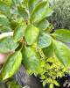 Ebenovník rajčiakonosný (Diospyros Kaki) HURMIKAKI ´VANIGLIA´